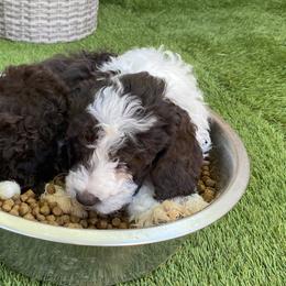 Sheepadoodle Puppies from Sunflower Family Farms