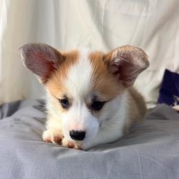Clifford - Sable male Pembroke Welsh Corgi puppy in El Dorado Springs, Missouri from Trixie Dixie