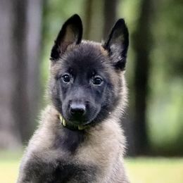 Belgian Malinois and Border Collies from DragonFyre Kennels