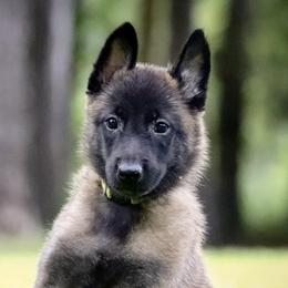 Belgian Malinois and Border Collies from DragonFyre Kennels