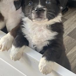 Snowflake - Black & white female Miniature Australian Shepherd puppy in Norco, California from River Springs Aussies