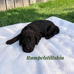 Rumpelstiltskin - Sable male Poodle puppy in Ellenburg Center, New York from Kristin's Puppies