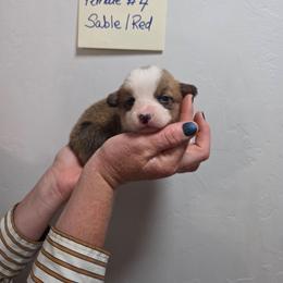 Pearl - Sable female Pembroke Welsh Corgi puppy in Tucson, Arizona from D-S Ranch Corgis