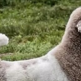 Poodles from Fuzzybottoms Ranch LLC
