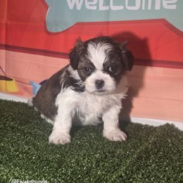 Luca - Tricolor male Shih Tzu puppy in Boston, Massachusetts from London's puppies