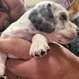 Dachshund Puppies from Witchy Woman’s Wiener’s