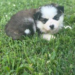 Tracker - Black and white male Pomsky puppy in Lewiston, Minnesota from Family Pomsky