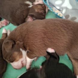 Declan - Red tri male Miniature Australian Shepherd puppy in Copperas Cove, Texas from Aussies Acre