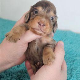 Chocolate and tan dapple male (small spots) - Dapple male Dachshund puppy in Belle Rive, Illinois from Akin's Miniature Dachshunds, LLC