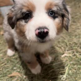 Miniature Australian Shepherd Puppies from Mid-Plains Mini Aussies