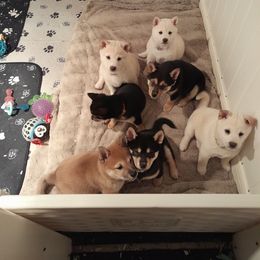 Pug and Shiba Inu Puppies from khshibas-khpugs