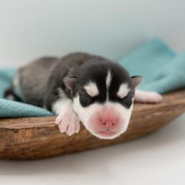 Benny - Black and white male Siberian Husky puppy in Meadow Vista, California from Thistle Hill Siberians