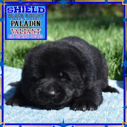 Shield the Black Knight - Black male German Shepherd puppy in Murrieta, California from Diamond Oaks German Shepherds