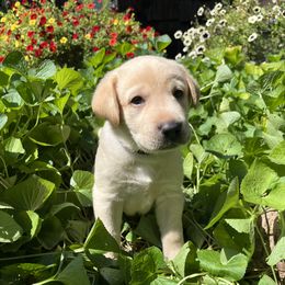 Logan - Yellow male Labrador Retriever puppy in Alger, Ohio from Osborne Family Retrievers