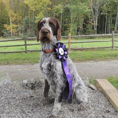 Fanny - Český Fousek