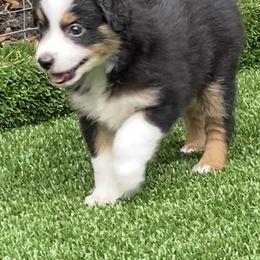 Miniature American Shepherd Puppies from Harbor View Mini American Shepherds