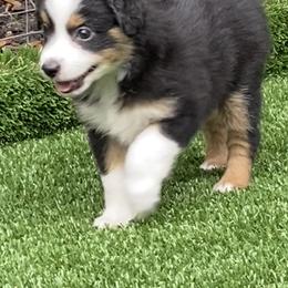 Miniature American Shepherd Puppies from Harbor View Mini American Shepherds
