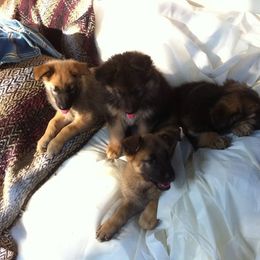 German Shepherds from Luretta's Shepherds