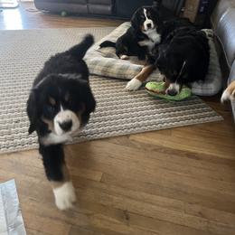 Bernese Mountain Dog Puppies from Bastian Mountain Dogs