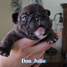 French Bulldog Puppies from Sonia Orozco
