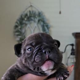 French Bulldog Puppies from Sonia Orozco