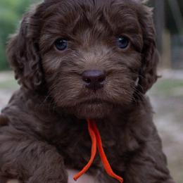 Australian Labradoodles, Bernedoodles, Goldendoodles, Poodles, and Sheepadoodles from Sutton Place Doodles