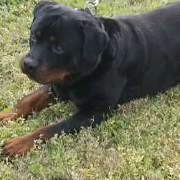 Rottweiler Puppies from OneUnitK9