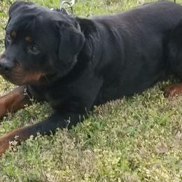Rottweiler Puppies from OneUnitK9
