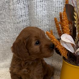 Goldendoodle Puppies from High Desert Doodles - the original
