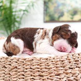 Trekk - Brown merle male Aussiedoodle puppy in Saratoga Springs, Utah from Sage & Paws Puppy co.