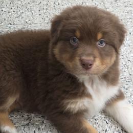 Tomatillo - Red tri-color male Australian Shepherd puppy in Albany, Oregon from Red Cloud Australian Shepherds and DeGray Great Danes & Bulldogs