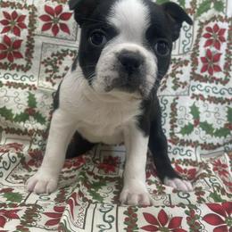 Bonnie - Black brindle and white female Boston Terrier puppy in Fillmore, Illinois from Wind Hill Puppies
