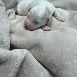Ice - Parti male Goldendoodle puppy in Cherry Tree, Pennsylvania from Plum Creek Acres Next Generation