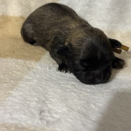 Yellow - Black gold and white male Shihpoo puppy in Walterboro, South Carolina from Puddlejumpers