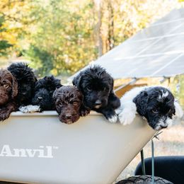 Double Doodle and Labradoodle Puppies from Delightfully Double Doodles