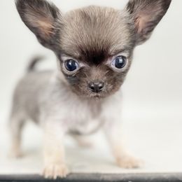 Fawn - Black sabled fawn female Chihuahua puppy in Westport, New York from Chantilly chihuahuas
