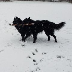 Belgian Sheepdogs from Renee's Belgian Sheepdogs