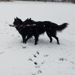 Belgian Sheepdogs from Renee's Belgian Sheepdogs