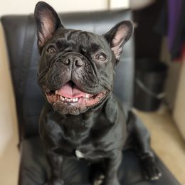 Minnie - French Bulldog