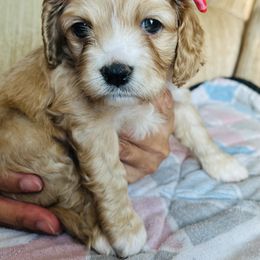 Cockapoo Puppies from Daysi's Puppies