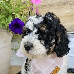 Dumplin' - Black and white male Bernedoodle puppy in Decatur, Georgia from So Adoodable