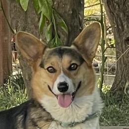 Eliana - Pembroke Welsh Corgi