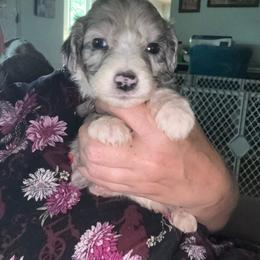 Texas - Blue merle male Aussiedoodle puppy in Four Oaks, North Carolina from RoseWest Farms