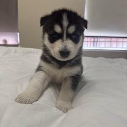 Boy 1 - Black and white male Siberian Husky puppy in New York, New York from Riri’s Huskies