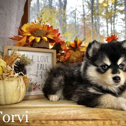 Pomsky Puppies from Blue Ridge Pomsky
