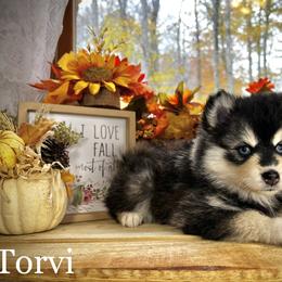 Pomsky Puppies from Blue Ridge Pomsky