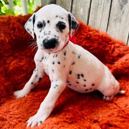 Red - White and black female Dalmatian puppy in Westhoff, Texas from Smart Dalmatians (LUA)