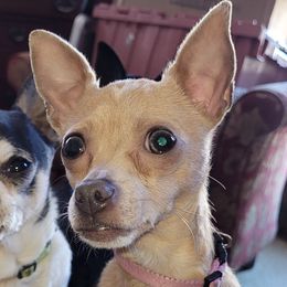 Elsa - Chihuahua