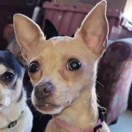 Elsa - Chihuahua