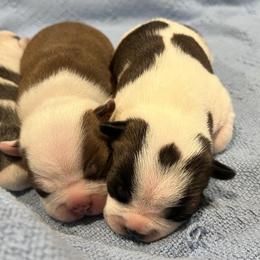 Brindle and white splash - Brindle and white male Boston Terrier puppy in Seguin, Texas from Campos Farms